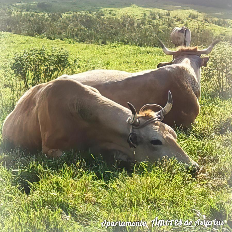 Апартаменты Amores De Asturias Пьедрас Бланкас Экстерьер фото